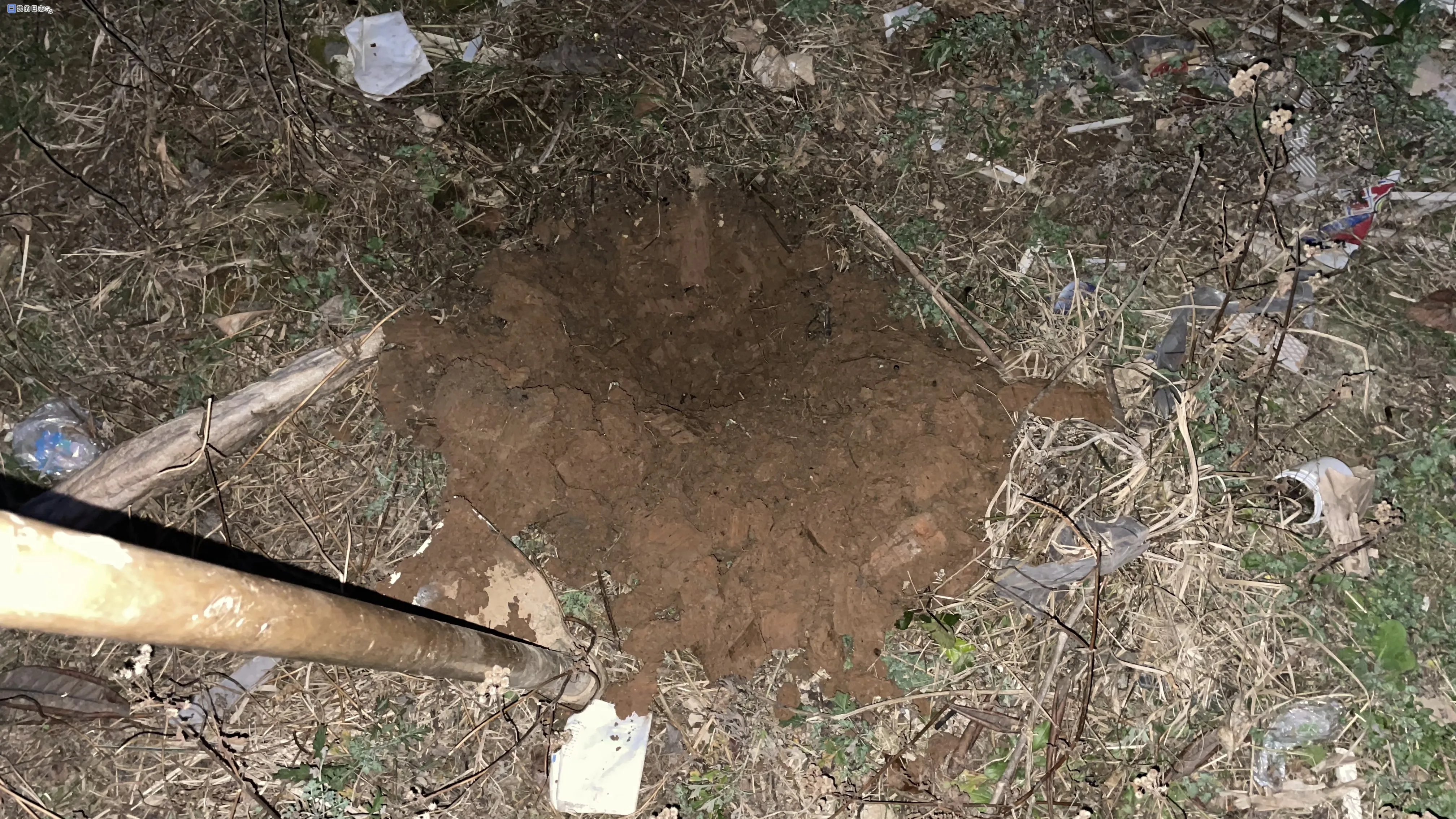 我的日志: 种李子树